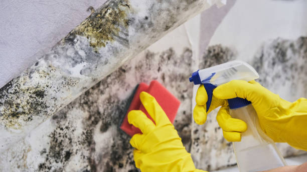 Best Black Mold Removal  in Poughkeepsie, NY